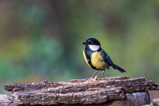 cinciallegra (Parus major)