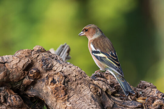 fringuello (Fringilla coelebs)