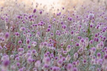 Fototapeta premium Full Pom Pom flowers Bloom in field on Sunny day.