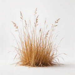 Fototapeta premium A studio-isolated clump of dried ornamental grass with slender brown stems and seed heads, set against a plain white background.