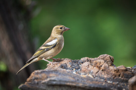 fringuello (Fringilla coelebs)