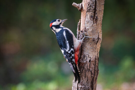 picchio rosso maggiore (Dendrocopos major)