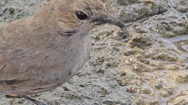 Small brown Indian Robbin bird foraging on muddy ground, close up of wild bird in natural habitat, avian wildlife searching for food on wet earth