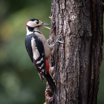 picchio rosso maggiore (Dendrocopos major)