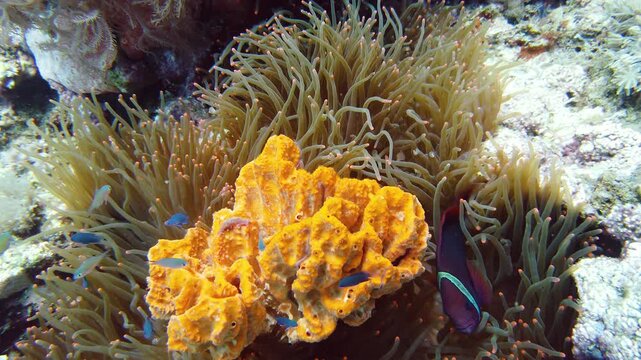 Clown fish and sea anemone, natural symbiosis. Coral reef with fishes. Tropical underwater sea fishes.