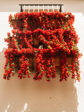 View of vibrant red flowers overflowing from terracotta pots on a traditional balcony against a white wall in Cordoba, Andalusia, Spain.