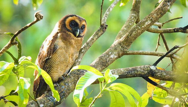 Brown Wood Owl Perched on a Tree Branch in Lush Green Tropical Forest
