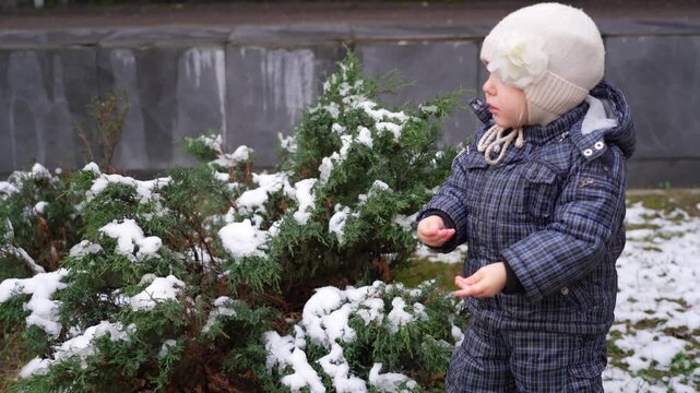 Little toddler girl in warm winter clothing discovering and playing with snow on evergreen juniper bush in city park during wintertime