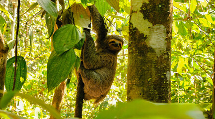 Wild Two-Toed Sloth Hanging from a Tree Branch in a Lush Green Rainforest © Lazim
