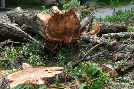 Freshly cut tree trunks and logs lying on the ground in a city park, showing the effects of urban deforestation.