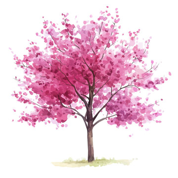 Redbud Tree, watercolor clipart vector, isolated on a white background.