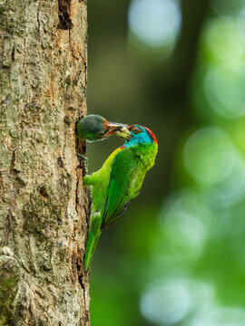 View of a Blue-throated Barbet feeding its chick at a nest hole in a tree trunk with a soft bokeh background in Joypurhat, Rajshahi Division, Bangladesh.