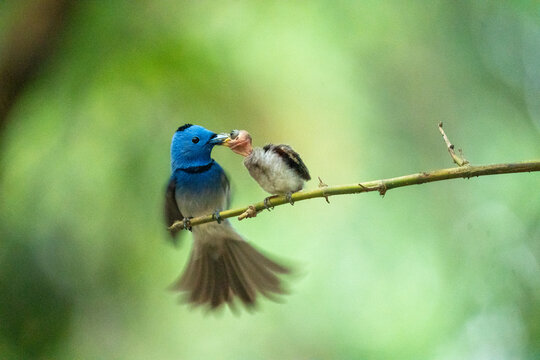 View of a black-naped monarch bird feeding its chick while perched on a thin branch against a lush green background in Joypurhat, Rajshahi Division, Bangladesh.