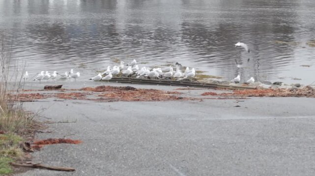 Flock of seagulls playing on a boat ramp on a cold spring afternoon 