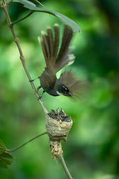 View of a fantail bird with its tail fanned out perched on a branch above a nest with hungry chicks in a lush green forest Akkelpur Upazila, Rajshahi Division, Bangladesh.