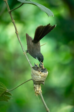 View of a fantail bird feeding its chicks in a small nest attached to a thin branch amidst lush green foliage in Akkelpur Upazila, Rajshahi Division, Bangladesh.