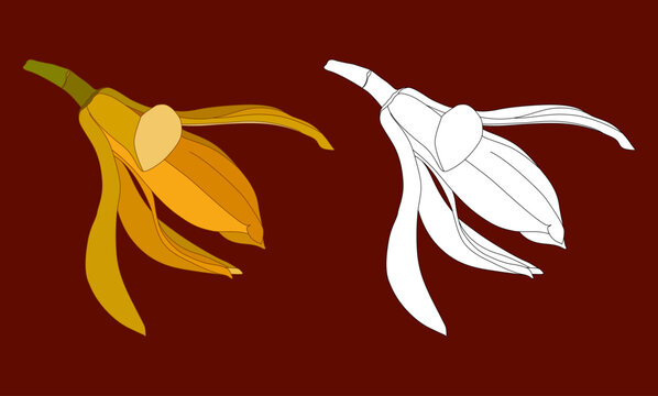 Vector illustration set of a fragrant white champaka tropical flower. Includes a full-colored flat design version in warm yellow tones and a clean white outline sketch version