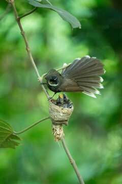 View of a white-browed fantail bird with its tail fanned out perched above a nest with chicks in a lush green forest Akkelpur Upazila, Rajshahi Division, Bangladesh.