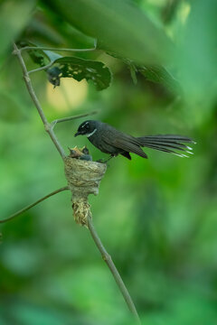 View of a white-throated fantail bird feeding its chicks in a small nest perched on a thin branch surrounded by lush green foliage in Akkelpur Upazila, Rajshahi Division, Bangladesh.