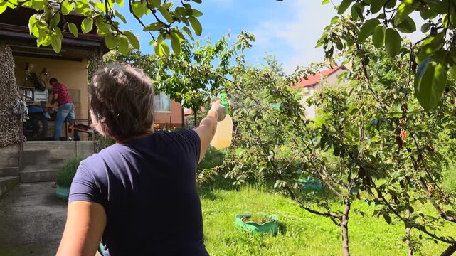 Authentic rear view of active senior female gardener spraying fruit trees with hand pump pressure sprayer in lush green backyard orchard on sunny summer day slow life retirement documentary video