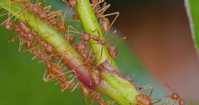 Red Asian weaver ants crowd around a plant node, drinking sugary secretions in the heat of summer.