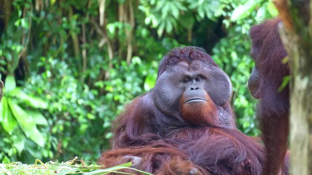 Close up shot of a dominant flanged male Orangutan with prominent cheek pads rests on the ground, with a female engaging in intimate mating behaviour.