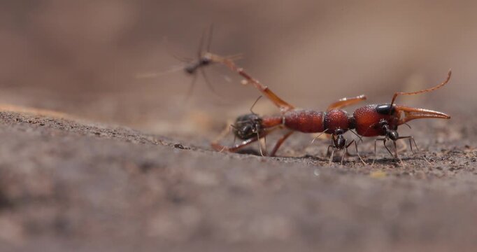 Black ants march in a tight troupe carrying a fallen Indian Jumping Ant back to their nest in peak summer.