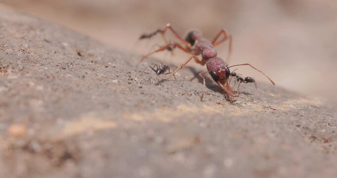Black ants team up to transport a dead Indian Jumping Ant as they hurry to stock their nest in summer.