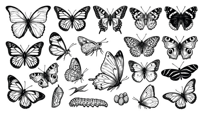 Diverse hand-drawn butterfly and moth illustrations with intricate wing patterns, showcasing various species in a detailed black and white sketch style