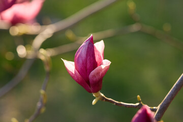 Fototapeta premium A magnolia flower is seen blooming on a branch in a garden. The sunlight highlights the flower and the greenery in the background during a spring afternoon.