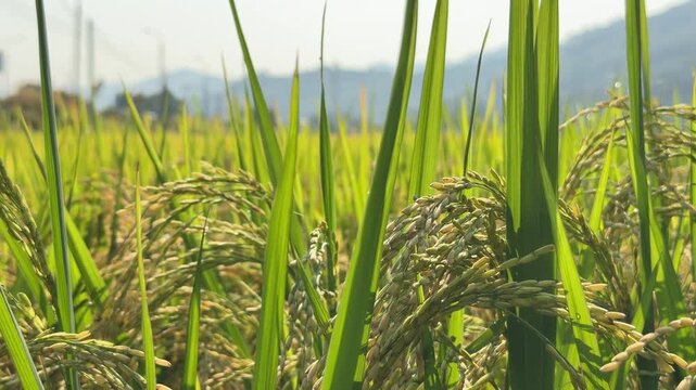 Heavy ripe grain clusters hang from green rice stems in a cultivated field during the final stage of seasonal growth with distant mountain relief visible beyond. Crop growth.