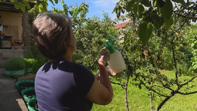 Active senior female gardener in profile thoughtfully spraying a green fruit tree with hand pump pressure sprayer in sunny backyard authentic slow life retirement horticulture hobby medium shot