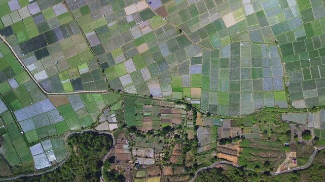 Aerial drop-down shot of Sembalun patchwork farming fields, Lombok, Indonesia