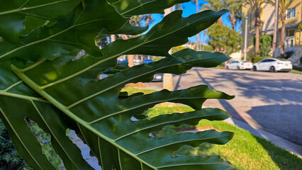Tropical green foliage in Playa Vista Los Angeles with sunny residential street, palm trees and modern California neighborhood atmospher © sjv156