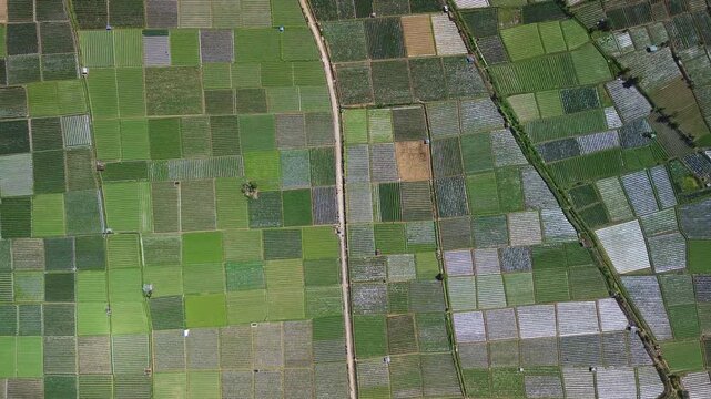 Drone drop-down shot of Sembalun patchwork farming fields, Lombok, Indonesia