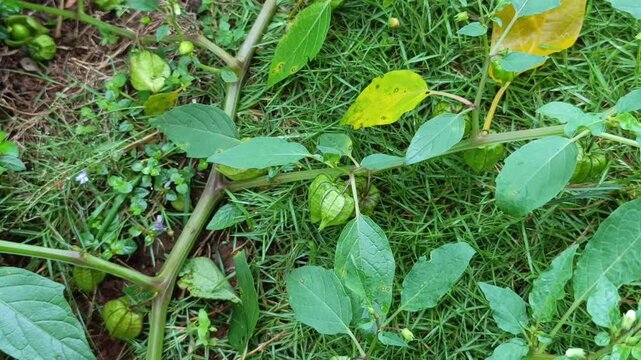 Klip focusing on a wild physalis or ciplukan vine creeping along green grass with several small husked fruits visible.