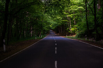 Obraz premium Curving asphalt road through lush green forest in soft natural daylight.