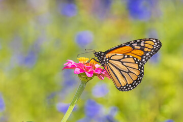 Fototapeta premium 03536-07511 Monarch (Danaus plexippus) on Zinnia sp. Marion Co. IL