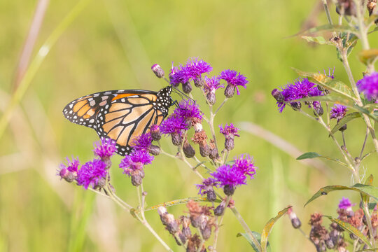 03536-06914 Monarch (Danaus plexippus) on Missouri Ironweed (Vernonia missurica) Marion Co.  IL
