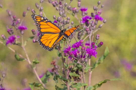 03536-07001 Monarch (Danaus plexippus) in flight by Missouri Ironweed (Vernonia missurica) Marion Co.  IL