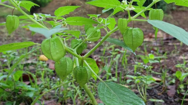 Detailed shot of a healthy wild physalis or ciplukan plant branch heavy with green husked gooseberries.