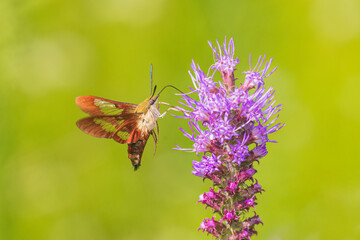 04014-00216 Hummingbird Clearwing (Hemaris thysbe) moth at Prairie Blazing Star (Liatris pycnostachya) Effingham Co. IL © Daybreak Imagery