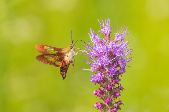 04014-00216 Hummingbird Clearwing (Hemaris thysbe) moth at Prairie Blazing Star (Liatris pycnostachya) Effingham Co. IL