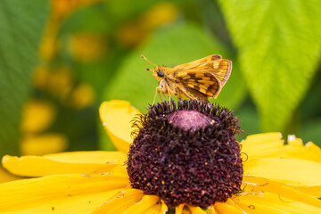 03716-00320 Peck's Skipper (Polites peckius) on Black-eyed Susan (Rudbeckia hirta) Marion Co. IL © Daybreak Imagery