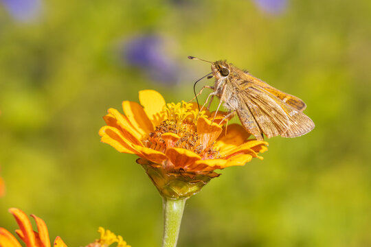 03729-00510 Sachem skipper (Atalopedes campestris) female on Zinnia (Zinnia sp.) Marion Co. IL