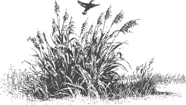 hand drawn reeds and grasses with flying bird vintage black and white nature illustration