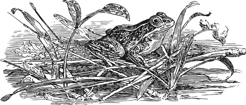 vintage engraving of frog resting on grass with detailed aquatic plants