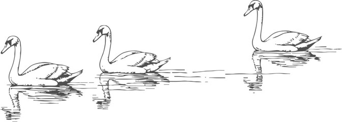 Obraz premium three swans swimming on water hand drawn black and white bird illustration
