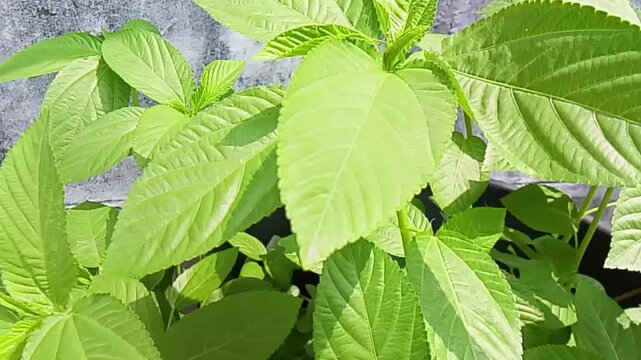 Fresh green leaves of corchorus olitorius growing in sunny garden close up view of lush bright of a jute plant basking in bright