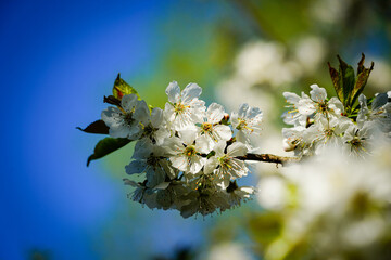 apple tree blossom © Karol